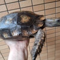 スマトラムツアシガメ(甲長約25cm)