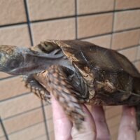 スマトラムツアシガメ(甲長約15cm)