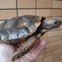 スマトラムツアシガメ(甲長約15cm)