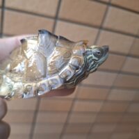 ギボンズチズガメ（甲長約7,5cm）