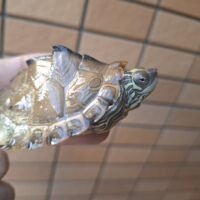 ギボンズチズガメ（甲長約7,5cm）