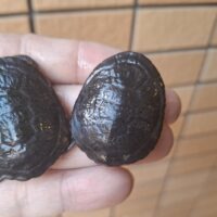 オーストラリアナガクビガメ（25CB）