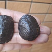 オーストラリアナガクビガメ（25CB）