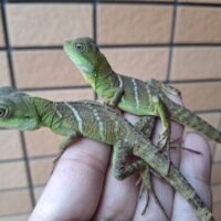 インドシナウォータードラゴン（25国内CB）