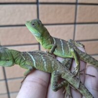 インドシナウォータードラゴン（25国内CB）