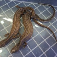 ミミナシオオトカゲ（国内CB）ペア