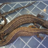 ミミナシオオトカゲ（国内CB）ペア