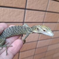 コルデンシスツリーモニター（25CBベビー）ベタ馴れ