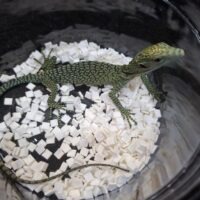 コルデンシスツリーモニター（25CBベビー）ベタ馴れ