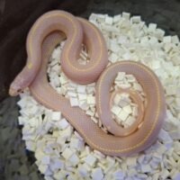 カリフォルニアキングスネーク（アルビノストライプ）25CB メス