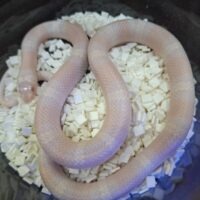 ホンジュランミルクスネーク（スノー）25CB オス