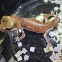 ナメハダタマオヤモリ（アルビノパターンレス）ヤング オス