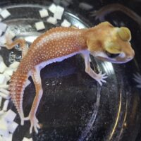 ナメハダタマオヤモリ（アルビノパターンレス）ヤング オス