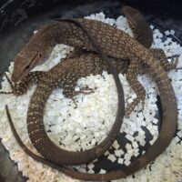 トリスティスモニター（23EUCB）ペア