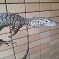 トリスティスモニター（23EUCB）ペア