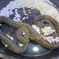 アオダイショウ（エゾブルー）約70cmオス