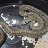 アオダイショウ（エゾブルー）約70cmオス