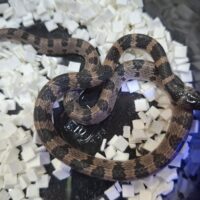 シロマダラ（ベビー）