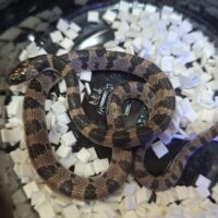 シロマダラ（ベビー）