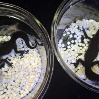 ヒョウモントカゲモドキ（ブラックナイト）ヤング メス