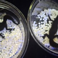 ヒョウモントカゲモドキ（ブラックナイト）ヤング メス