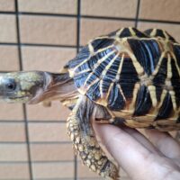 ビルマホシガメ（甲長約20cm）オス （登録番号230-001750号）有効期限（2028年3月15日まで）