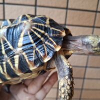 ビルマホシガメ（甲長約20cm）オス （登録番号230-001750号）有効期限（2028年3月15日まで）