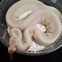 ボールパイソン（パステルレッサーオニキスマホガニーhetゴースト）約1300g メス