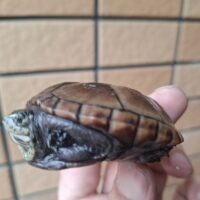 ミスジドロガメ（甲長約6cm）25CB メス