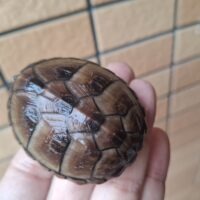 ミスジドロガメ（甲長約6cm）25CB メス