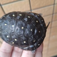 キボシイシガメ（甲長約6,5cm）24CB メス