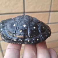 キボシイシガメ（甲長約6,5cm）24CB メス