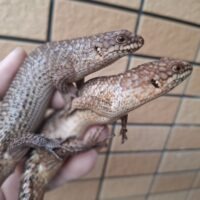 ストケスイワトカゲ（25CB）