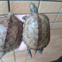 ウンキュウ（甲長約7cm）