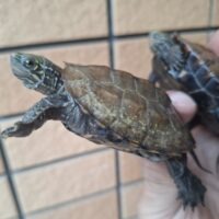 ウンキュウ（甲長約7cm）