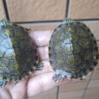 リオグランデクーター（甲長約7cm）