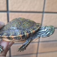 リオグランデクーター（甲長約7cm）