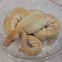 ボールパイソン（ブラックヘッドエンチラベンダー）約500g オス