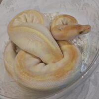 ボールパイソン（ブラックヘッドエンチラベンダー）約500g オス