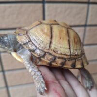 ガルフコーストハコガメ（甲長約8cm）個体Ｂ