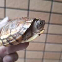 ガルフコーストハコガメ（甲長約6,5cm）