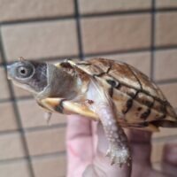 ガルフコーストハコガメ（甲長約6,5cm）