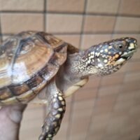 ミツユビハコガメ（甲長約10cm）24CB オス 多甲板