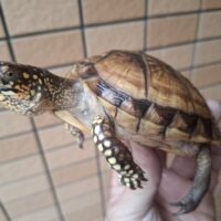 ミツユビハコガメ（甲長約10cm）24CB オス 多甲板