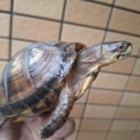 ミツユビハコガメ（甲長約10cm）24CB メス 尾切れ