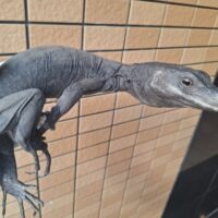 コマイニーウォーターモニター（約60cm）オス