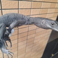 コマイニーウォーターモニター（約60cm）オス