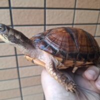 トウブハコガメ（甲長約13,5cm）23CB メス