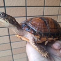 トウブハコガメ（甲長約13,5cm）23CB メス