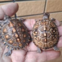 トウブハコガメ（25CB）